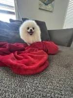 Zues, a male Pomeranian for sale in Haines City, FL – Photo 3 of 4