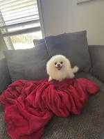 Zues, a male Pomeranian for sale in Haines City, FL – Photo 4 of 4