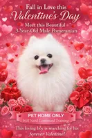 Zues, a male Pomeranian for sale in Haines City, FL – Photo 1 of 4