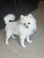 Anastasia , a female Pomeranian for sale in Haines City, FL – Photo 8 of 9