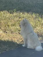 Anastasia , a female Pomeranian for sale in Haines City, FL – Photo 4 of 9