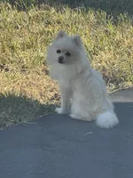 Anastasia , a female Pomeranian for sale in Haines City, FL – Photo 3 of 9