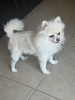 Anastasia , a female Pomeranian for sale in Haines City, FL – Photo 7 of 9