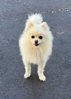 Anastasia , a female Pomeranian for sale in Haines City, FL – Photo 2 of 9