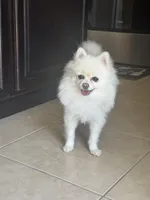 Anastasia , a female Pomeranian for sale in Haines City, FL – Photo 9 of 9