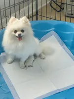 Boo boo, a female Pomeranian for sale in Haines City, FL – Photo 2 of 6