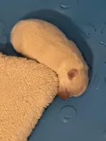 Boo boo, a female Pomeranian for sale in Haines City, FL – Photo 3 of 6