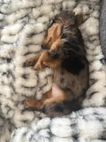 Rylie, a female Dachshund for sale in Chillicothe, OH – 3 of 3