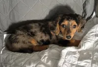 Rylie, a female Dachshund for sale in Chillicothe, OH – 1 of 3