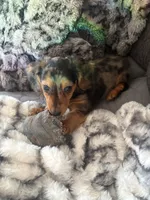 Rylie, a female Dachshund for sale in Chillicothe, OH – 2 of 3