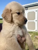 Teddy, a male Golden Retriever for sale in Campbell, TX – 2 of 2