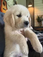 Daisy 🌼 , a female Golden Retriever for sale in Campbell, TX – 4 of 5