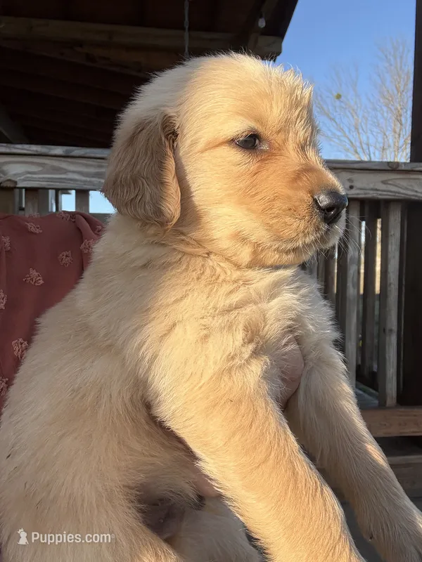 Maverick  – Golden Retriever puppy for sale in Campbell, TX