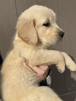 Oakley, a female Golden Retriever for sale in Campbell, TX – 1 of 1