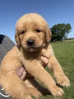 Tilly, a female Golden Retriever for sale in Campbell, TX – 2 of 2