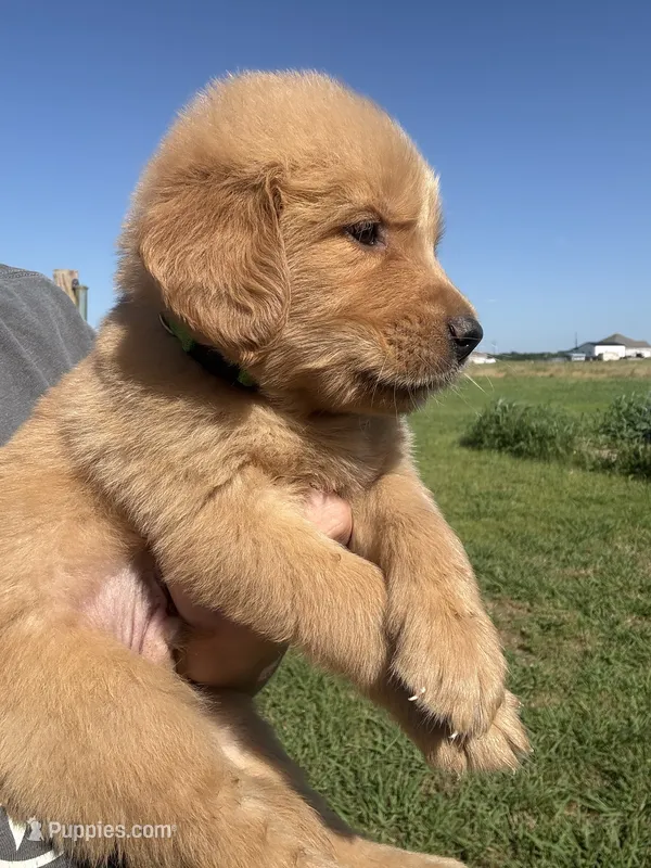 Tilly – Golden Retriever puppy for sale in Campbell, TX