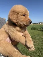 Tilly, a female Golden Retriever for sale in Campbell, TX – 1 of 2