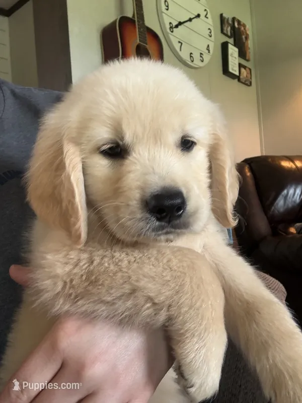 Daisy 🌼  – Golden Retriever puppy for sale in Campbell, TX
