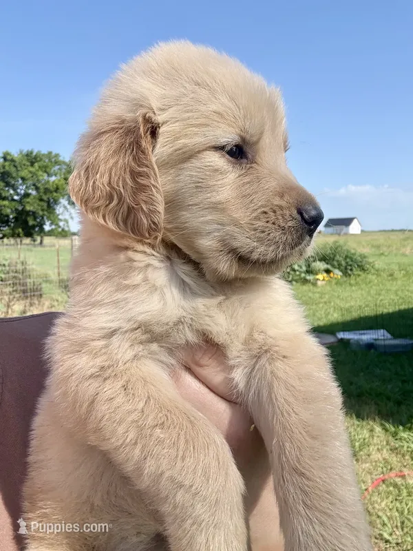 Oakley – Golden Retriever puppy for sale in Campbell, TX