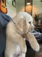 Daisy 🌼 , a female Golden Retriever for sale in Campbell, TX – 3 of 5