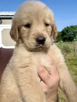 Teddy, a male Golden Retriever for sale in Campbell, TX – 1 of 2