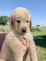 Oakley, a female Golden Retriever for sale in Campbell, TX – 2 of 3