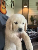 Daisy 🌼 , a female Golden Retriever for sale in Campbell, TX – 2 of 5