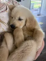 Daisy 🌼 , a female Golden Retriever for sale in Campbell, TX – 5 of 5