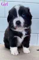 Pinky, a female Miniature Australian Shepherd for sale in Newberry, FL – 4 of 5