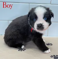 Red, a male Miniature Australian Shepherd for sale in Newberry, FL – 2 of 4
