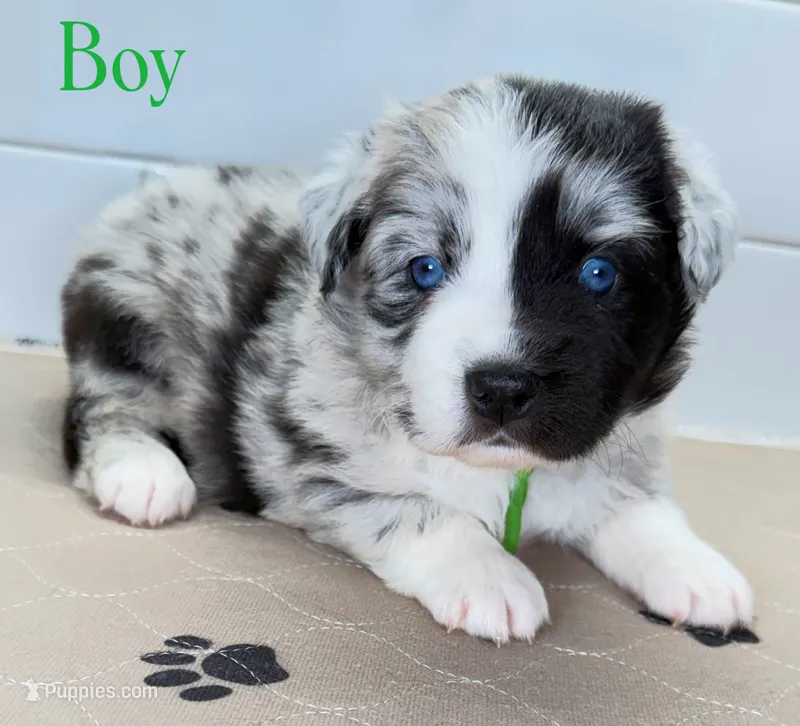 GreenBean – Miniature Australian Shepherd puppy for sale in Newberry, FL