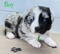 GreenBean, a male Miniature Australian Shepherd for sale in Newberry, FL – 1 of 6