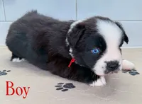 Red, a male Miniature Australian Shepherd for sale in Newberry, FL – 4 of 4