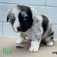 GreenBean, a male Miniature Australian Shepherd for sale in Newberry, FL – 5 of 6