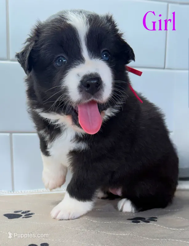 Pinky – Miniature Australian Shepherd puppy for sale in Newberry, FL