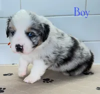 Orange, a male Miniature Australian Shepherd for sale in Newberry, FL – 2 of 4