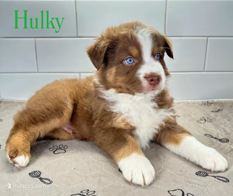 Hulky – Australian Shepherd puppy for sale in Newberry, FL