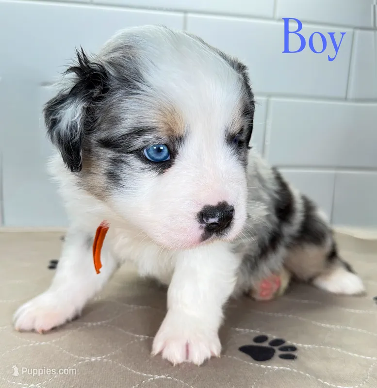 Orange – Miniature Australian Shepherd puppy for sale in Newberry, FL