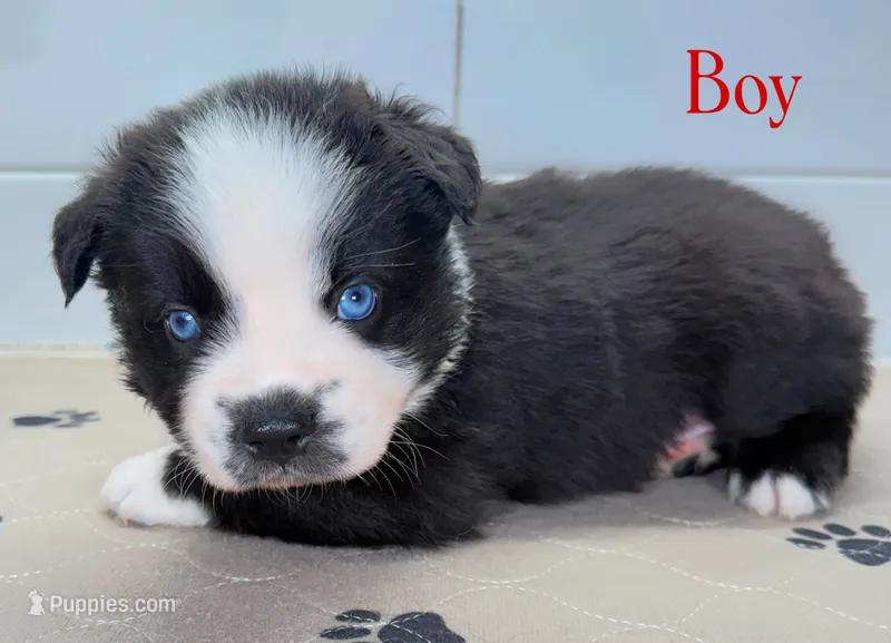 Red – Miniature Australian Shepherd puppy for sale in Newberry, FL