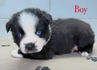 Red, a male Miniature Australian Shepherd for sale in Newberry, FL – 1 of 4