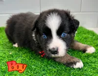 Red, a male Australian Shepherd for sale in Newberry, FL – Photo 1 of 5