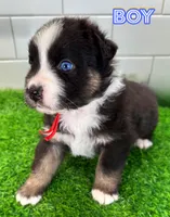 Red, a male Australian Shepherd for sale in Newberry, FL – Photo 3 of 5