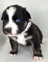 Red, a male Australian Shepherd for sale in Newberry, FL – Photo 4 of 5
