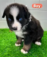 Red, a male Australian Shepherd for sale in Newberry, FL – Photo 2 of 5