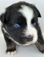 Red, a male Australian Shepherd for sale in Newberry, FL – Photo 5 of 5