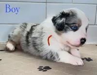 Orange, a male Miniature Australian Shepherd for sale in Newberry, FL – 4 of 4