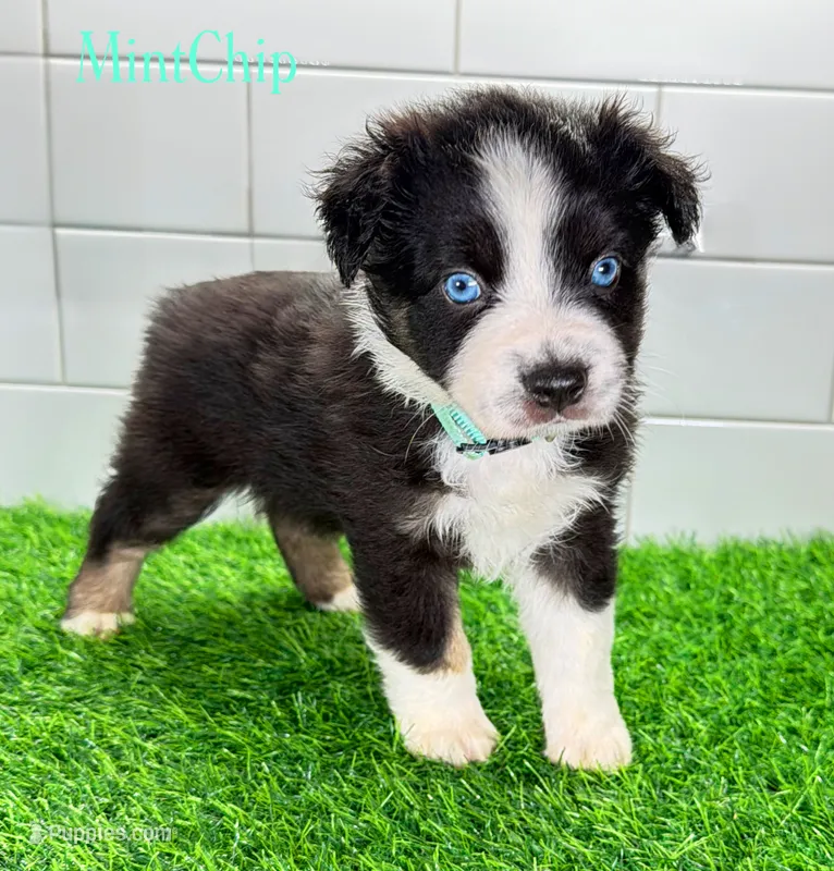 MintChip – Miniature Australian Shepherd puppy for sale in Newberry, FL