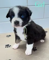 MintChip, a female Miniature Australian Shepherd for sale in Newberry, FL – 1 of 5