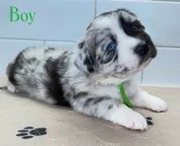 GreenBean, a male Miniature Australian Shepherd for sale in Newberry, FL – 2 of 6
