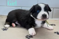 MintChip, a female Miniature Australian Shepherd for sale in Newberry, FL – 3 of 5